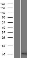Western blot validation of overexpression lysate (Cat# LY421662) using anti-DDK antibody (Cat# TA50011-100). Left: Cell lysates from un-transfected HEK293T cells; Right: Cell lysates from HEK293T cells transfected with RC213119 using transfection reagent MegaTran 2.0 (Cat# TT210002).