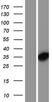 Western blot validation of overexpression lysate (Cat# LY415384) using anti-DDK antibody (Cat# TA50011-100). Left: Cell lysates from un-transfected HEK293T cells; Right: Cell lysates from HEK293T cells transfected with RC207697 using transfection reagent MegaTran 2.0 (Cat# TT210002).