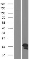 Western blot validation of overexpression lysate (Cat# LY429637) using anti-DDK antibody (Cat# TA50011-100). Left: Cell lysates from un-transfected HEK293T cells; Right: Cell lysates from HEK293T cells transfected with RC226404 using transfection reagent MegaTran 2.0 (Cat# TT210002).