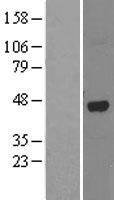 Western blot validation of overexpression lysate (Cat# LY401825) using anti-DDK antibody (Cat# TA50011-100). Left: Cell lysates from un-transfected HEK293T cells; Right: Cell lysates from HEK293T cells transfected with RC206529 using transfection reagent MegaTran 2.0 (Cat# TT210002).