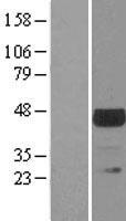 Western blot validation of overexpression lysate (Cat# LY403140) using anti-DDK antibody (Cat# TA50011-100). Left: Cell lysates from un-transfected HEK293T cells; Right: Cell lysates from HEK293T cells transfected with RC205395 using transfection reagent MegaTran 2.0 (Cat# TT210002).