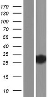 Western blot validation of overexpression lysate (Cat# LY403470) using anti-DDK antibody (Cat# TA50011-100). Left: Cell lysates from un-transfected HEK293T cells; Right: Cell lysates from HEK293T cells transfected with RC206358 using transfection reagent MegaTran 2.0 (Cat# TT210002).