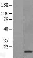 Western blot validation of overexpression lysate (Cat# LY419667) using anti-DDK antibody (Cat# TA50011-100). Left: Cell lysates from un-transfected HEK293T cells; Right: Cell lysates from HEK293T cells transfected with RC209348 using transfection reagent MegaTran 2.0 (Cat# TT210002).