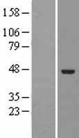 Western blot validation of overexpression lysate (Cat# LY402707) using anti-DDK antibody (Cat# TA50011-100). Left: Cell lysates from un-transfected HEK293T cells; Right: Cell lysates from HEK293T cells transfected with RC201388 using transfection reagent MegaTran 2.0 (Cat# TT210002).