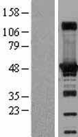 Western blot validation of overexpression lysate (Cat# LY400453) using anti-DDK antibody (Cat# TA50011-100). Left: Cell lysates from un-transfected HEK293T cells; Right: Cell lysates from HEK293T cells transfected with RC204256 using transfection reagent MegaTran 2.0 (Cat# TT210002).