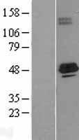 Western blot validation of overexpression lysate (Cat# LY400002) using anti-DDK antibody (Cat# TA50011-100). Left: Cell lysates from un-transfected HEK293T cells; Right: Cell lysates from HEK293T cells transfected with RC206855 using transfection reagent MegaTran 2.0 (Cat# TT210002).