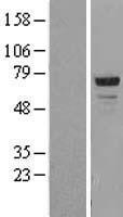 Western blot validation of overexpression lysate (Cat# LY413633) using anti-DDK antibody (Cat# TA50011-100). Left: Cell lysates from un-transfected HEK293T cells; Right: Cell lysates from HEK293T cells transfected with RC204658 using transfection reagent MegaTran 2.0 (Cat# TT210002).