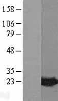 Western blot validation of overexpression lysate (Cat# LY403357) using anti-DDK antibody (Cat# TA50011-100). Left: Cell lysates from un-transfected HEK293T cells; Right: Cell lysates from HEK293T cells transfected with RC208609 using transfection reagent MegaTran 2.0 (Cat# TT210002).