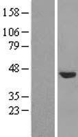 Western blot validation of overexpression lysate (Cat# LY414629) using anti-DDK antibody (Cat# TA50011-100). Left: Cell lysates from un-transfected HEK293T cells; Right: Cell lysates from HEK293T cells transfected with RC206181 using transfection reagent MegaTran 2.0 (Cat# TT210002).