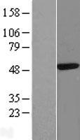 Western blot validation of overexpression lysate (Cat# LY410946) using anti-DDK antibody (Cat# TA50011-100). Left: Cell lysates from un-transfected HEK293T cells; Right: Cell lysates from HEK293T cells transfected with RC210037 using transfection reagent MegaTran 2.0 (Cat# TT210002).