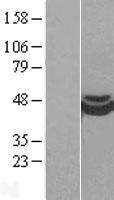 Western blot validation of overexpression lysate (Cat# LY403118) using anti-DDK antibody (Cat# TA50011-100). Left: Cell lysates from un-transfected HEK293T cells; Right: Cell lysates from HEK293T cells transfected with RC203888 using transfection reagent MegaTran 2.0 (Cat# TT210002).