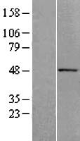 Western blot validation of overexpression lysate (Cat# LY402689) using anti-DDK antibody (Cat# TA50011-100). Left: Cell lysates from un-transfected HEK293T cells; Right: Cell lysates from HEK293T cells transfected with RC202110 using transfection reagent MegaTran 2.0 (Cat# TT210002).