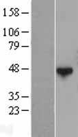 Western blot validation of overexpression lysate (Cat# LY403022) using anti-DDK antibody (Cat# TA50011-100). Left: Cell lysates from un-transfected HEK293T cells; Right: Cell lysates from HEK293T cells transfected with RC206325 using transfection reagent MegaTran 2.0 (Cat# TT210002).