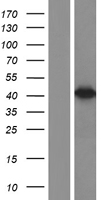 Western blot validation of overexpression lysate (Cat# LY400830) using anti-DDK antibody (Cat# TA50011-100). Left: Cell lysates from un-transfected HEK293T cells; Right: Cell lysates from HEK293T cells transfected with RC209795 using transfection reagent MegaTran 2.0 (Cat# TT210002).