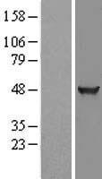 Western blot validation of overexpression lysate (Cat# LY402313) using anti-DDK antibody (Cat# TA50011-100). Left: Cell lysates from un-transfected HEK293T cells; Right: Cell lysates from HEK293T cells transfected with RC200116 using transfection reagent MegaTran 2.0 (Cat# TT210002).