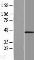 Western blot validation of overexpression lysate (Cat# LY403242) using anti-DDK antibody (Cat# TA50011-100). Left: Cell lysates from un-transfected HEK293T cells; Right: Cell lysates from HEK293T cells transfected with RC204295 using transfection reagent MegaTran 2.0 (Cat# TT210002).