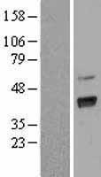 Western blot validation of overexpression lysate (Cat# LY401948) using anti-DDK antibody (Cat# TA50011-100). Left: Cell lysates from un-transfected HEK293T cells; Right: Cell lysates from HEK293T cells transfected with RC206850 using transfection reagent MegaTran 2.0 (Cat# TT210002).