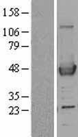 Western blot validation of overexpression lysate (Cat# LY400605) using anti-DDK antibody (Cat# TA50011-100). Left: Cell lysates from un-transfected HEK293T cells; Right: Cell lysates from HEK293T cells transfected with RC200213 using transfection reagent MegaTran 2.0 (Cat# TT210002).