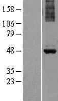 Western blot validation of overexpression lysate (Cat# LY402736) using anti-DDK antibody (Cat# TA50011-100). Left: Cell lysates from un-transfected HEK293T cells; Right: Cell lysates from HEK293T cells transfected with RC206343 using transfection reagent MegaTran 2.0 (Cat# TT210002).
