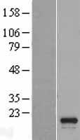 Western blot validation of overexpression lysate (Cat# LY403501) using anti-DDK antibody (Cat# TA50011-100). Left: Cell lysates from un-transfected HEK293T cells; Right: Cell lysates from HEK293T cells transfected with RC217400 using transfection reagent MegaTran 2.0 (Cat# TT210002).