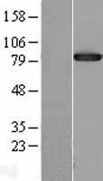 Western blot validation of overexpression lysate (Cat# LY400960) using anti-DDK antibody (Cat# TA50011-100). Left: Cell lysates from un-transfected HEK293T cells; Right: Cell lysates from HEK293T cells transfected with RC203596 using transfection reagent MegaTran 2.0 (Cat# TT210002).
