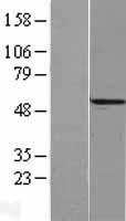 Western blot validation of overexpression lysate (Cat# LY419011) using anti-DDK antibody (Cat# TA50011-100). Left: Cell lysates from un-transfected HEK293T cells; Right: Cell lysates from HEK293T cells transfected with RC212651 using transfection reagent MegaTran 2.0 (Cat# TT210002).