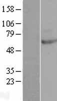 Western blot validation of overexpression lysate (Cat# LY410684) using anti-DDK antibody (Cat# TA50011-100). Left: Cell lysates from un-transfected HEK293T cells; Right: Cell lysates from HEK293T cells transfected with RC203013 using transfection reagent MegaTran 2.0 (Cat# TT210002).