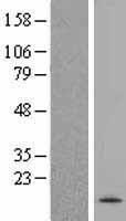 Western blot validation of overexpression lysate (Cat# LY422875) using anti-DDK antibody (Cat# TA50011-100). Left: Cell lysates from un-transfected HEK293T cells; Right: Cell lysates from HEK293T cells transfected with RC207257 using transfection reagent MegaTran 2.0 (Cat# TT210002).