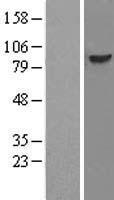 Western blot validation of overexpression lysate (Cat# LY417798) using anti-DDK antibody (Cat# TA50011-100). Left: Cell lysates from un-transfected HEK293T cells; Right: Cell lysates from HEK293T cells transfected with RC200917 using transfection reagent MegaTran 2.0 (Cat# TT210002).