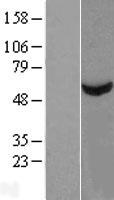 Western blot validation of overexpression lysate (Cat# LY421507) using anti-DDK antibody (Cat# TA50011-100). Left: Cell lysates from un-transfected HEK293T cells; Right: Cell lysates from HEK293T cells transfected with RC214027 using transfection reagent MegaTran 2.0 (Cat# TT210002).