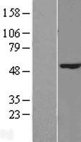 Western blot validation of overexpression lysate (Cat# LY414258) using anti-DDK antibody (Cat# TA50011-100). Left: Cell lysates from un-transfected HEK293T cells; Right: Cell lysates from HEK293T cells transfected with RC201870 using transfection reagent MegaTran 2.0 (Cat# TT210002).