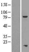Western blot validation of overexpression lysate (Cat# LY415032) using anti-DDK antibody (Cat# TA50011-100). Left: Cell lysates from un-transfected HEK293T cells; Right: Cell lysates from HEK293T cells transfected with RC202171 using transfection reagent MegaTran 2.0 (Cat# TT210002).