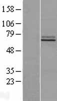 Western blot validation of overexpression lysate (Cat# LY409936) using anti-DDK antibody (Cat# TA50011-100). Left: Cell lysates from un-transfected HEK293T cells; Right: Cell lysates from HEK293T cells transfected with RC203943 using transfection reagent MegaTran 2.0 (Cat# TT210002).