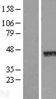 Western blot validation of overexpression lysate (Cat# LY421544) using anti-DDK antibody (Cat# TA50011-100). Left: Cell lysates from un-transfected HEK293T cells; Right: Cell lysates from HEK293T cells transfected with RC218390 using transfection reagent MegaTran 2.0 (Cat# TT210002).