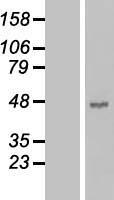 Western blot validation of overexpression lysate (Cat# LY419699) using anti-DDK antibody (Cat# TA50011-100). Left: Cell lysates from un-transfected HEK293T cells; Right: Cell lysates from HEK293T cells transfected with RC204463 using transfection reagent MegaTran 2.0 (Cat# TT210002).