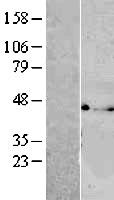 Western blot validation of overexpression lysate (Cat# LY413927) using anti-DDK antibody (Cat# TA50011-100). Left: Cell lysates from un-transfected HEK293T cells; Right: Cell lysates from HEK293T cells transfected with RC205442 using transfection reagent MegaTran 2.0 (Cat# TT210002).