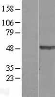 Western blot validation of overexpression lysate (Cat# LY419852) using anti-DDK antibody (Cat# TA50011-100). Left: Cell lysates from un-transfected HEK293T cells; Right: Cell lysates from HEK293T cells transfected with RC213372 using transfection reagent MegaTran 2.0 (Cat# TT210002).