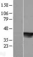 Western blot validation of overexpression lysate (Cat# LY408089) using anti-DDK antibody (Cat# TA50011-100). Left: Cell lysates from un-transfected HEK293T cells; Right: Cell lysates from HEK293T cells transfected with RC206111 using transfection reagent MegaTran 2.0 (Cat# TT210002).