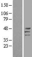Western blot validation of overexpression lysate (Cat# LY403945) using anti-DDK antibody (Cat# TA50011-100). Left: Cell lysates from un-transfected HEK293T cells; Right: Cell lysates from HEK293T cells transfected with RC212810 using transfection reagent MegaTran 2.0 (Cat# TT210002).