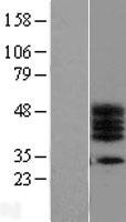 Western blot validation of overexpression lysate (Cat# LY406514) using anti-DDK antibody (Cat# TA50011-100). Left: Cell lysates from un-transfected HEK293T cells; Right: Cell lysates from HEK293T cells transfected with RC206656 using transfection reagent MegaTran 2.0 (Cat# TT210002).