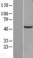 Western blot validation of overexpression lysate (Cat# LY411168) using anti-DDK antibody (Cat# TA50011-100). Left: Cell lysates from un-transfected HEK293T cells; Right: Cell lysates from HEK293T cells transfected with RC206977 using transfection reagent MegaTran 2.0 (Cat# TT210002).
