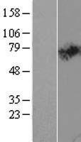 Western blot validation of overexpression lysate (Cat# LY412479) using anti-DDK antibody (Cat# TA50011-100). Left: Cell lysates from un-transfected HEK293T cells; Right: Cell lysates from HEK293T cells transfected with RC207181 using transfection reagent MegaTran 2.0 (Cat# TT210002).
