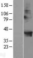 Western blot validation of overexpression lysate (Cat# LY411755) using anti-DDK antibody (Cat# TA50011-100). Left: Cell lysates from un-transfected HEK293T cells; Right: Cell lysates from HEK293T cells transfected with RC208106 using transfection reagent MegaTran 2.0 (Cat# TT210002).