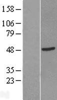 Western blot validation of overexpression lysate (Cat# LY420938) using anti-DDK antibody (Cat# TA50011-100). Left: Cell lysates from un-transfected HEK293T cells; Right: Cell lysates from HEK293T cells transfected with RC209544 using transfection reagent MegaTran 2.0 (Cat# TT210002).