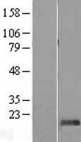 Western blot validation of overexpression lysate (Cat# LY405653) using anti-DDK antibody (Cat# TA50011-100). Left: Cell lysates from un-transfected HEK293T cells; Right: Cell lysates from HEK293T cells transfected with RC209088 using transfection reagent MegaTran 2.0 (Cat# TT210002).