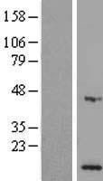 Western blot validation of overexpression lysate (Cat# LY406415) using anti-DDK antibody (Cat# TA50011-100). Left: Cell lysates from un-transfected HEK293T cells; Right: Cell lysates from HEK293T cells transfected with RC208970 using transfection reagent MegaTran 2.0 (Cat# TT210002).