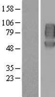 Western blot validation of overexpression lysate (Cat# LY419083) using anti-DDK antibody (Cat# TA50011-100). Left: Cell lysates from un-transfected HEK293T cells; Right: Cell lysates from HEK293T cells transfected with RC211214 using transfection reagent MegaTran 2.0 (Cat# TT210002).