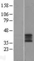 Western blot validation of overexpression lysate (Cat# LY412440) using anti-DDK antibody (Cat# TA50011-100). Left: Cell lysates from un-transfected HEK293T cells; Right: Cell lysates from HEK293T cells transfected with RC210203 using transfection reagent MegaTran 2.0 (Cat# TT210002).