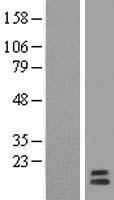 Western blot validation of overexpression lysate (Cat# LY408932) using anti-DDK antibody (Cat# TA50011-100). Left: Cell lysates from un-transfected HEK293T cells; Right: Cell lysates from HEK293T cells transfected with RC210893 using transfection reagent MegaTran 2.0 (Cat# TT210002).