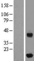 Western blot validation of overexpression lysate (Cat# LY406292) using anti-DDK antibody (Cat# TA50011-100). Left: Cell lysates from un-transfected HEK293T cells; Right: Cell lysates from HEK293T cells transfected with RC201337 using transfection reagent MegaTran 2.0 (Cat# TT210002).